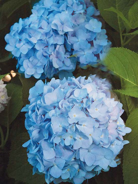 die schönsten blauen blumen im garten blue Hydrangea