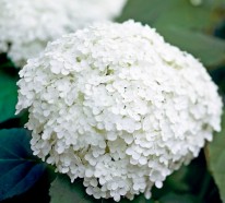 Die schönsten weißen Blumen für Ihren Garten