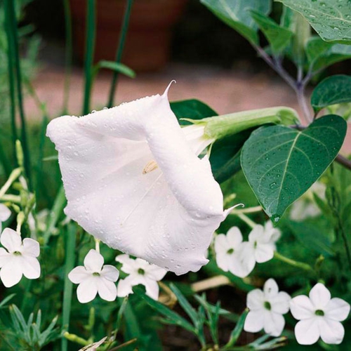 die schönsten weißen blumen im garten anbauen datura