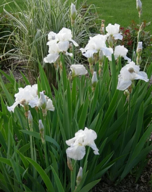 die schönsten weißen blumen im garten anbauen immortality iris