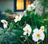 Die schönsten weißen Blumen für Ihren Garten