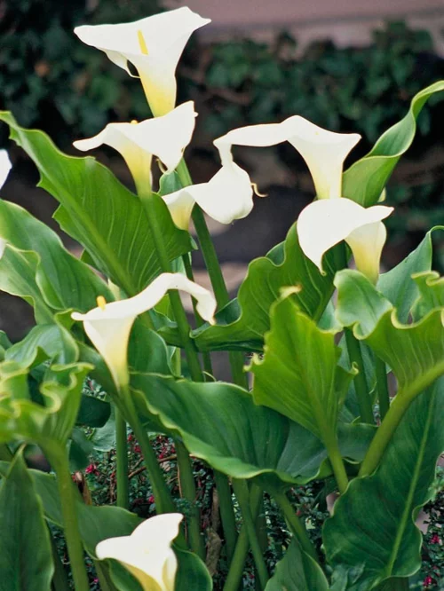 die Calla und die schönsten weißen Blumen für den Garten