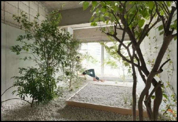 indoor garden gestalten pflegen baum pflanzen