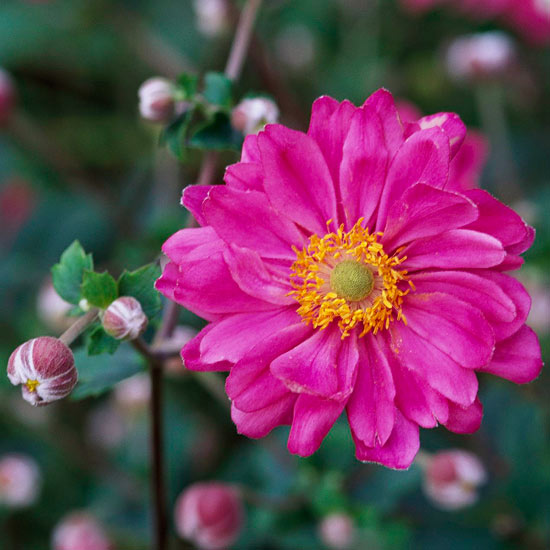 die schönsten rosa blumen im garten anemone