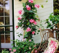 Die schönsten rosa Blumen im Garten anbauen – Gartengestaltung