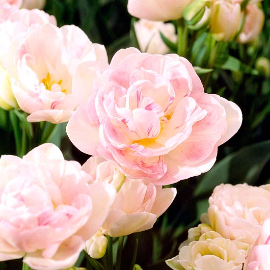 die schönsten rosa blumen im garten tulipa