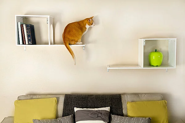 Designer Möbel und Accessoires für Haustiere regale katze