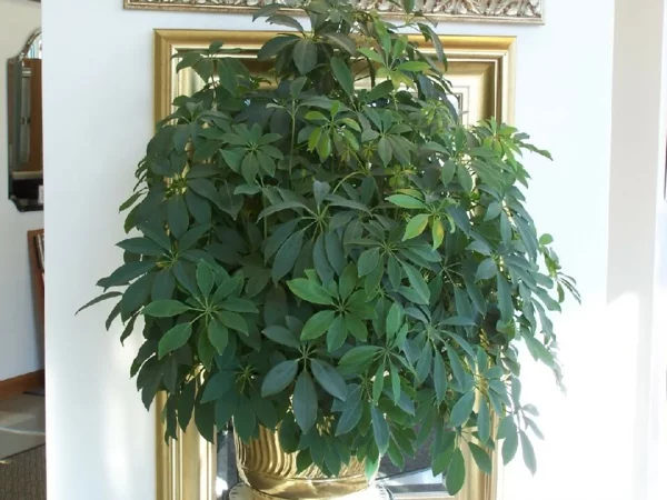 eine robuste zimmerpflanze mit goldenem spiegel im hintergrund