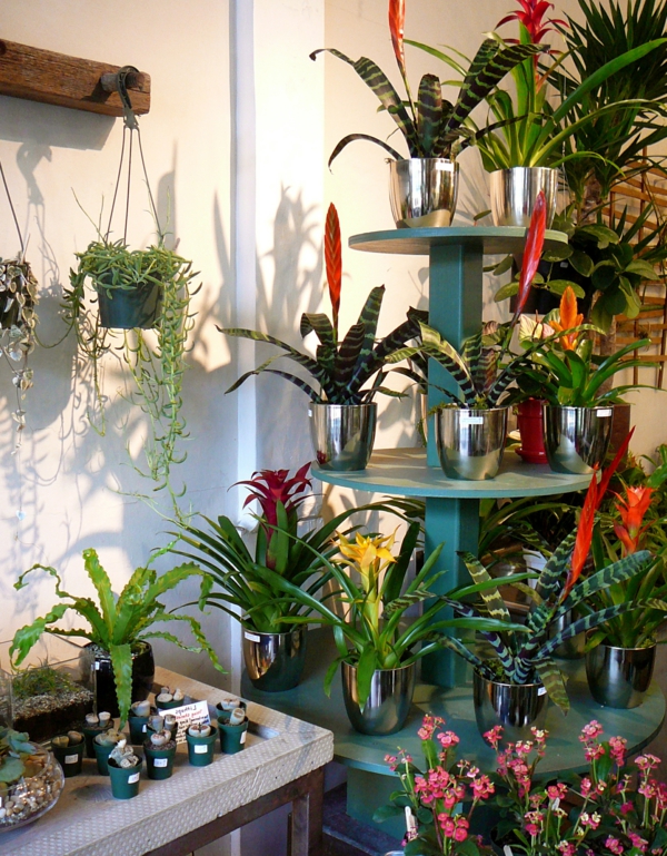 Exotische Dekoration mit tropischen Pflanzen - wie man Bromelie pflegt