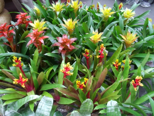 exotische dekoration mit tropischen pflanzen wunderschöne farbpalette