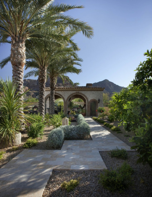 palme im garten in reihen mediterraner stil malerisch