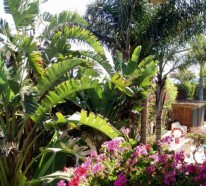 Mit der richtigen Palme im Garten tropische Stimmung schaffen