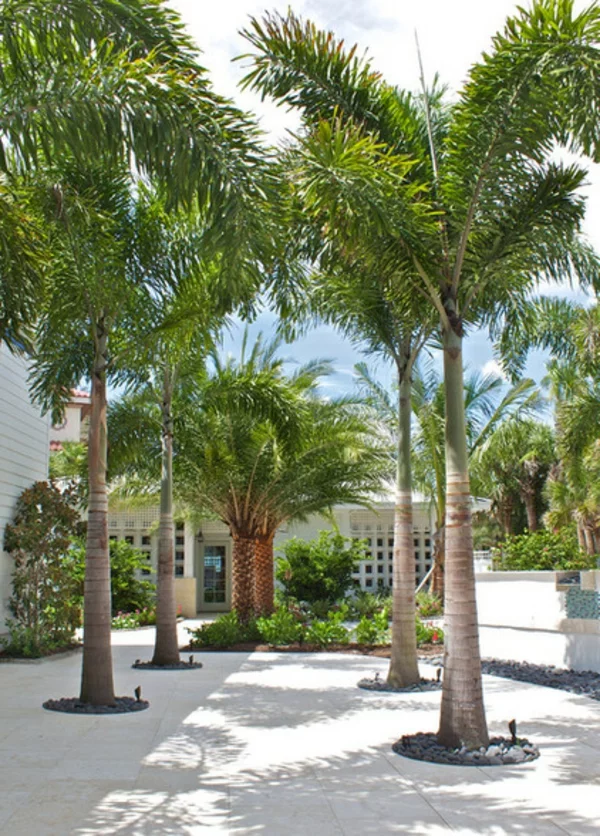 palme im garten tropisch und lebendig im hof