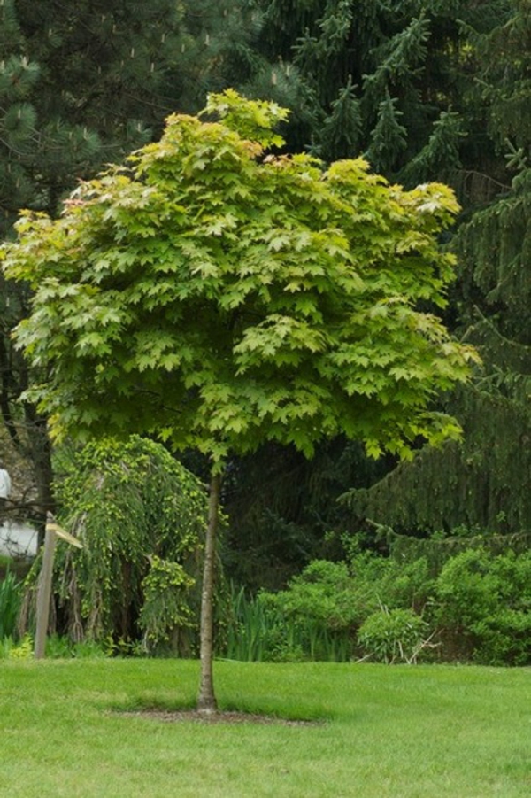 Struktur im Garten 5 wunderschöne Pflanzenarten