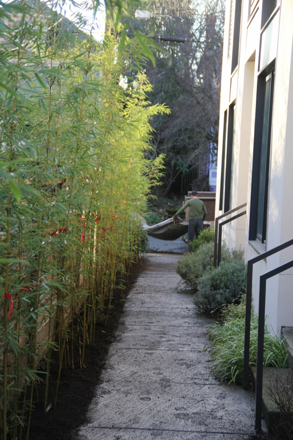 tolle bambus tipps grüne deko für schmale übergänge