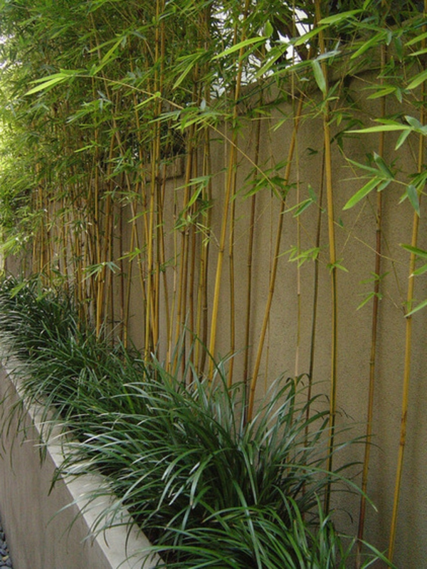 tolle bambus tipps grüne dekoration idee
