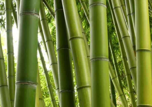 tolle bambus tipps grüne magie