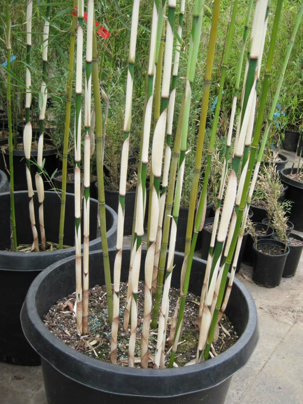 tolle bambus tipps in blumen töpfen eingepflanzt