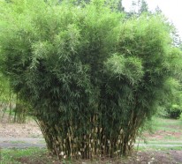 Tolle Bambus Tipps für Ihren Garten – das Richtige auch für kleinere Flächen