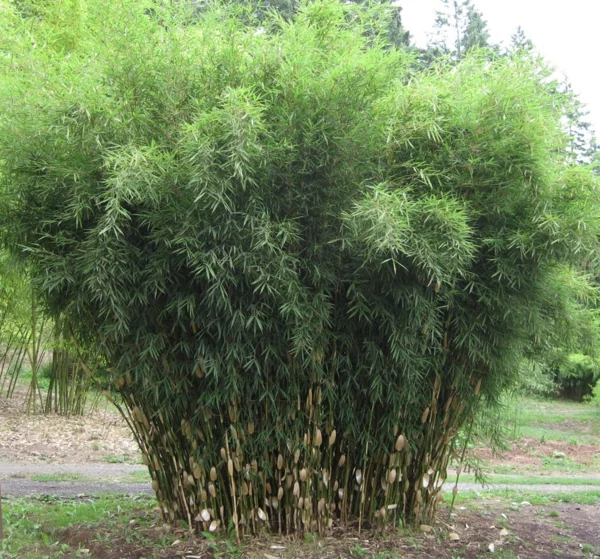 tolle bambus tipps verklumpung sorte