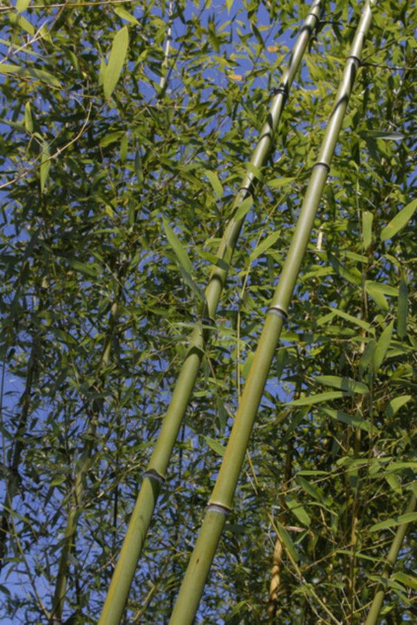 tolle bambus tipps wie bäume im garten