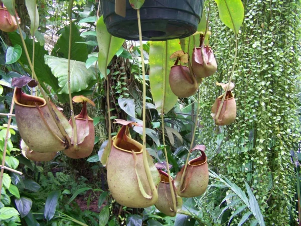 tropische pflanzen hängend einzigartig schön