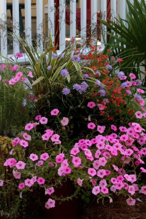 tropische pflanzen üppige blüten rosa
