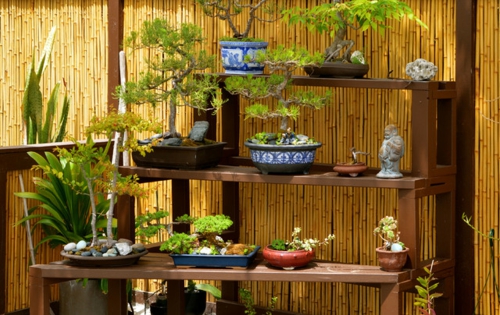 Der Bonsai Baum im Interior Design sichtschutz garten regale blumentöpfe