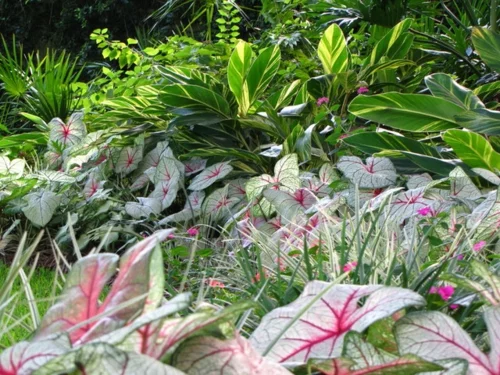 Schattengarten mit tropischen Pflanzen gestalten blüten originell