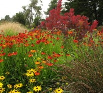 Eine tolle Zierpflanze: Mit Sonnenbraut blüht Ihr Garten den ganzen Sommer lang!