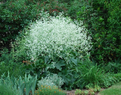 Garten und Landschaftsbau design idee gemüsekohl weiß blüten