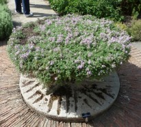 Thymian im Garten die schmackhafte Schönheit, die Sie gesund macht