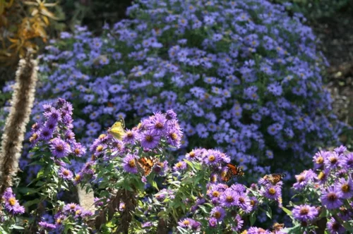 Üppige Pflanzen im gut gepflegten Garten lila blüten schmetterlinge