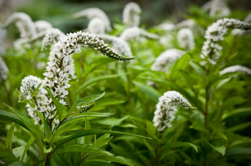 Üppige Pflanzen im gut gepflegten Garten weiß blüten arten  tataricus