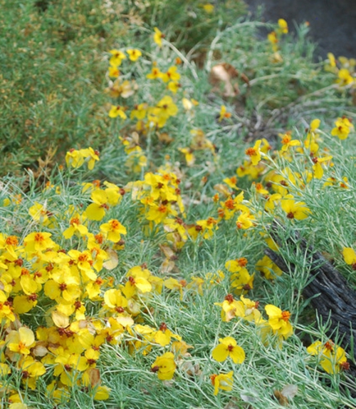 Die Zinnie im Garten gelbe blüten frisch landschaftsbau