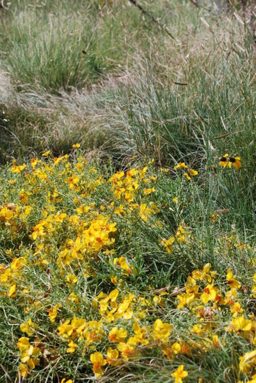 Die Zinnie im Garten gelbe blüten grasfläche landschaft