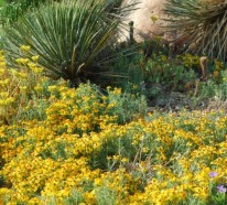 Große Designpflanze: Die Zinnie im Garten erhellt trocken Flecken