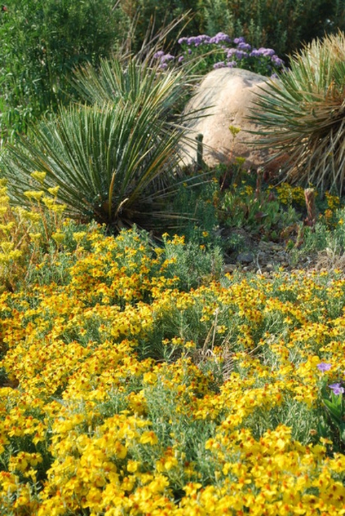 Die Zinnie im Garten gelbe blüten steine landschaft exotisch pflanzen
