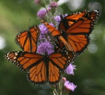 Schmetterlinge im Garten anlocken – erfreuen Sie Ihre Augen mit lebendigen Skulpturen