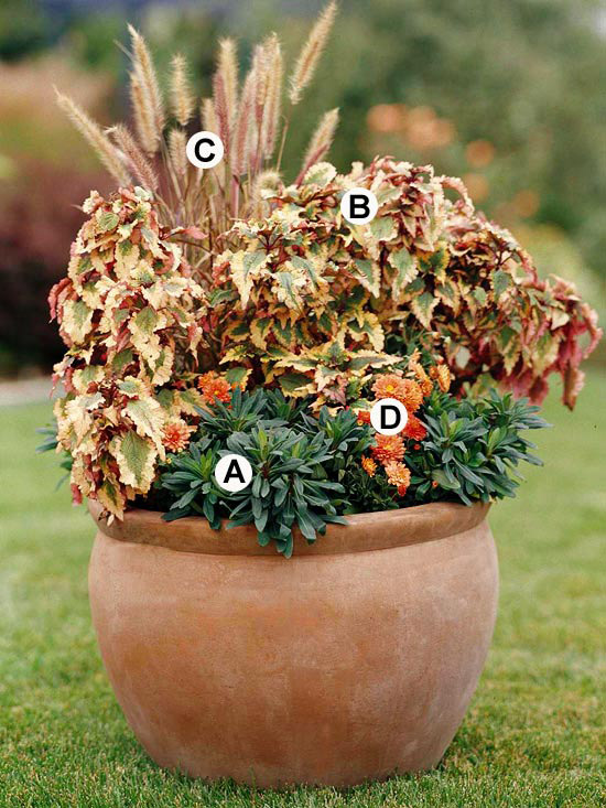 Gartenpflege im Herbst kübel pflanzen keramisch kübel euphorbia amygdaloides