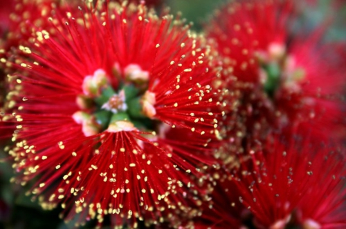 coole Design Pflanze blüten rot farben gestalten landschaft