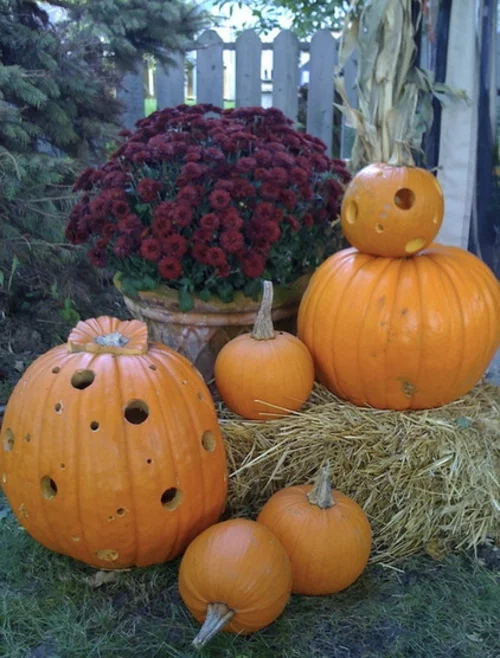 stilvolle und gruselige ideen für halloween kürbisse mit eingeschnitzen löchern