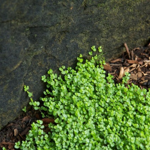 Die Zimmerpflanze Bubikopf schafft grüne Akzente pracht natur garten
