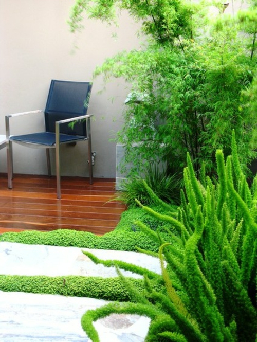 Die Zimmerpflanze Bubikopf schafft grüne Akzente stuhl holzbodenbelag garten