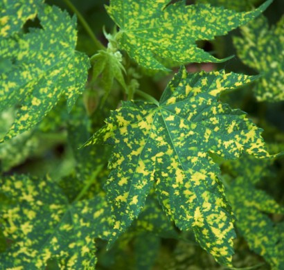 Farbenfrohe Busche Fur Ihren Garten 27 Charmante Pflanzen Fur Sie