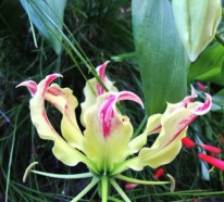 Garten und Landschaftsbau – 5 hinreißende Blumen für warmes Klima