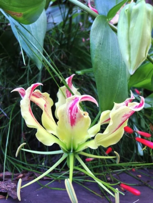 garten und landschaftsbau ideen gloriosa lily lilie