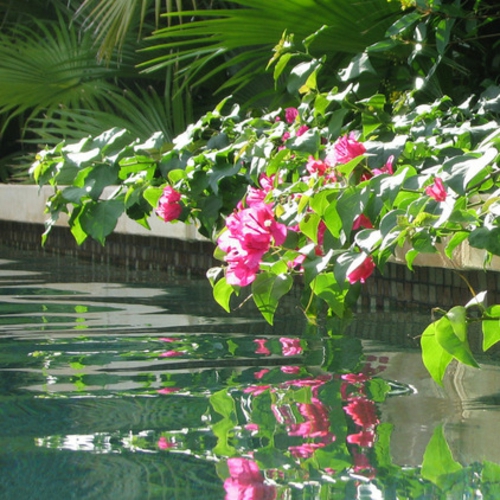 garten und landschaftsbau ideen lila grüne bougainvillea