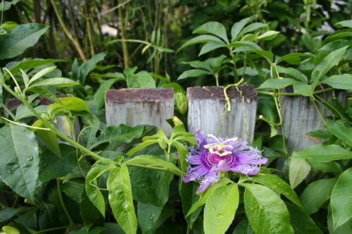 garten und landschaftsbau ideen lila grüne