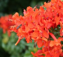 Garten und Landschaftsbau – 5 hinreißende Blumen für warmes Klima